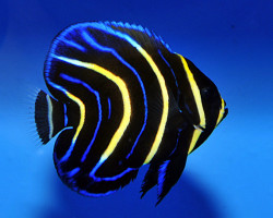 Pomacanthus Zonipectus S