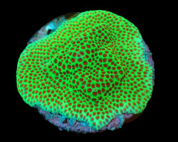 Porites Spp. (Encrusting) (Red Polyp) (Frag) M