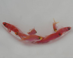Pseudanthias Randalli M