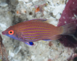 Pseudocheilinops Ataenia S