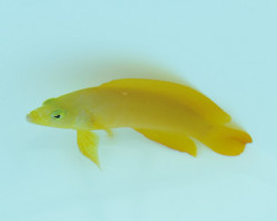 Pseudochromis Fuscus M