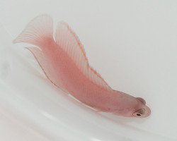 Pseudoplesiops Typus M