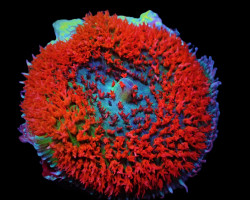 Rhodactis Osculifera (Red) (1 Ear)