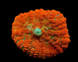 Rhodactis Spp. (Orange) (Ultra) (1 Ear) M