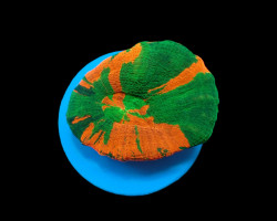 Scolymia Australis (Bleeding Apple) (Frag) M