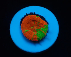 Scolymia Australis (Reverse Bleeding Apple) (Frag) M