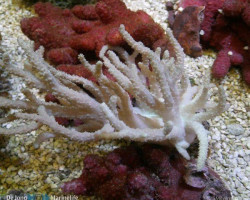 Sinularia Flexibilis (Grade A) L