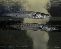 Sphyraena Barracuda S