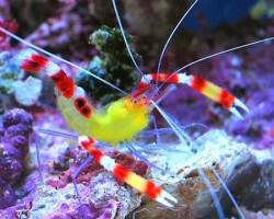 Stenopus Cyanoscelis (Coppia)