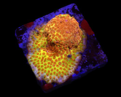 Stylocoeniella-Montipora Spp. (Burning Banana) (Frag) S