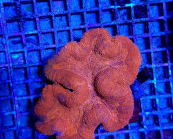 Symphyllia Spp. (Orange-Red) (Premium) Ml