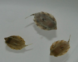 Tetrosomus Gibbosus L