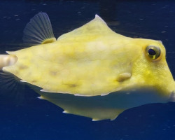 Tetrosomus Gibbosus M