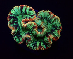 Trachyphyllia Spp. (Rainbow) Xs