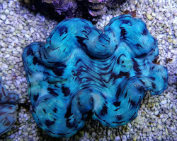 Tridacna Squamosa (Blue) 6Cm