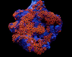 Zoanthus Spp. (Fiji-Tonga) Xs