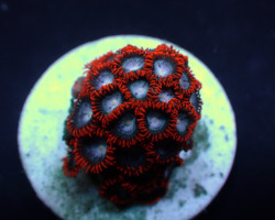 Zoanthus Spp. (Fire And Ice) (Frag) M