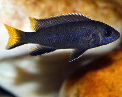 Pseudotropheus Acei Black 3-3,5