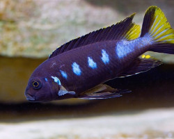 Pseudotropheus Elongatus Chewere 8-10