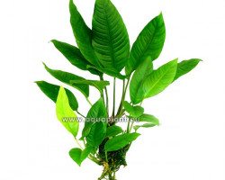 Anubias Heterophylla Big