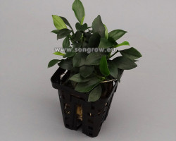 Anubias Nana Micro