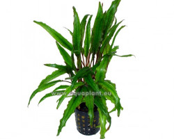 Cryptocoryne Undulata