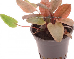 Cryptocoryne Wendtii Tropica Sp. Flamingo