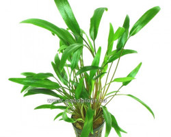 Cryptocoryne X Willissii Nevellii