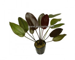 Echinodorus Aflame