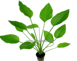 Echinodorus Argentinensis