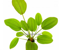 Echinodorus Cordifolius Red