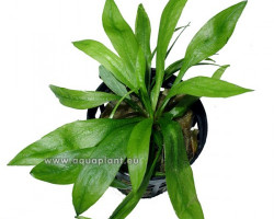 Echinodorus Grisebachii