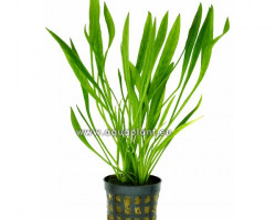 Echinodorus Latifolius