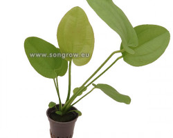 Echinodorus Radicans