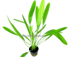 Echinodorus Uruguayensis