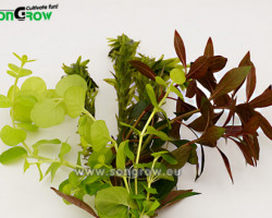 Goldfish Bowl Mix In Pot