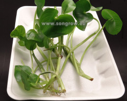 Heteranthera Reniformis