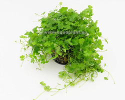 Hydrocotyle Tripartita (Sp. Japan)  Jumbo Pot 8Cm