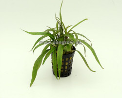 Hygrophila Lacustris