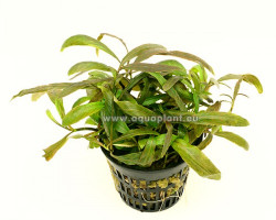 Hygrophila Red-Green  Jumbo Pot 8Cm