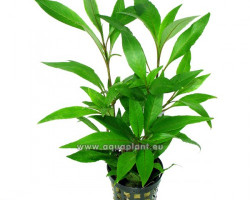 Hygrophila Stricta Tai