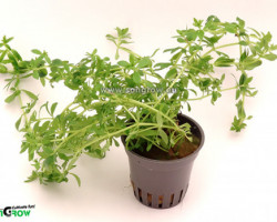 Limnophila Sp. 'Vietnam Mini