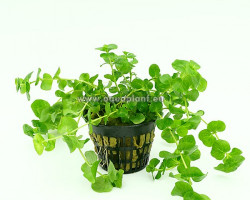 Lysimachia Nummularia (Green)  Jumbo Pot 8Cm