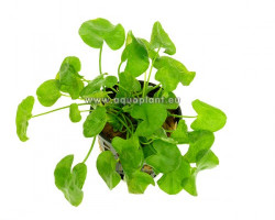 Nymphoides Sp. Taiwan