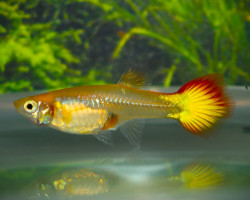 Guppy Femmina Sunset M