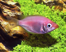 Helostoma Temmincki L