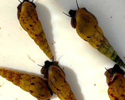 Melanoides Tuberculata S