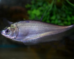 Notropis Lutrensis (Solo Maschio) M/L