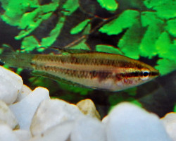 Parosphromenus Linkei M