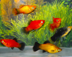 Platy Mix M